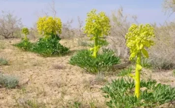 В Кыргызстане могут официально разрешить выращивание лекарственных растений на сельхозземлях