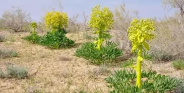 В Кыргызстане могут официально разрешить выращивание лекарственных растений на сельхозземлях Главная