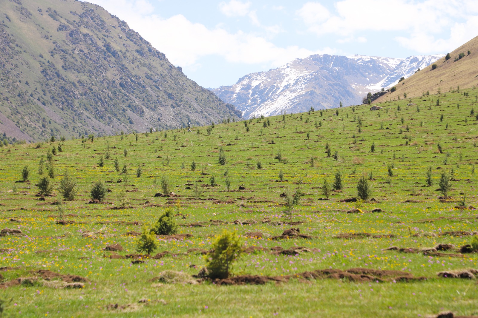 1f6f0337 605c 454b 8755 02bd39e1db10 таласта “жашыл мурас” улуттук компаниясынын алкагында 100 миң гектар аянтка көчөт отургузуу жараяны башталды