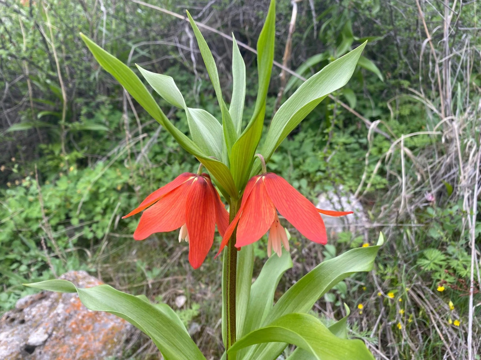 Баткенде айгүл гүлү гүлдөдү