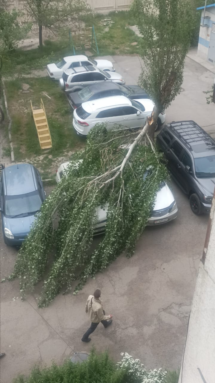 В Бишкеке дерево упало на машины во время ветра