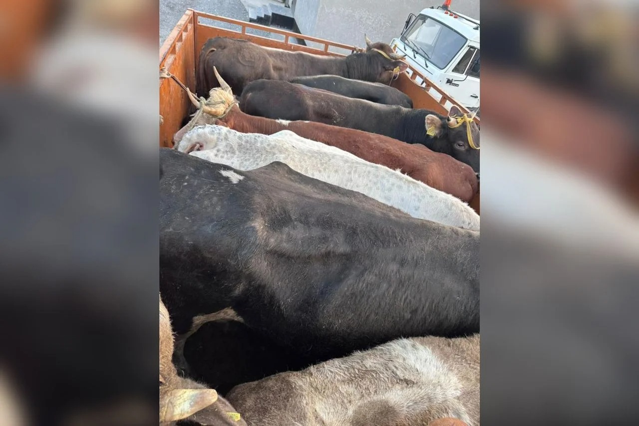 В Баткене на границе задержали авто с контрабандным скотом