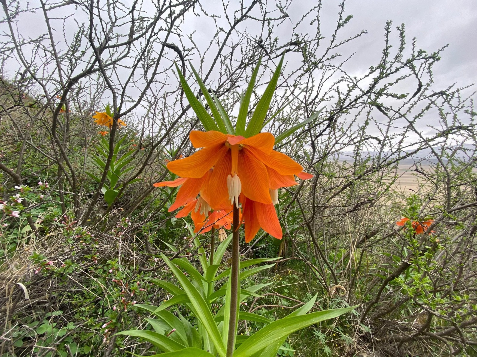 7e0e4157 8a82 417f 9b0d 7fa021130113 баткенде айгүл гүлү гүлдөдү