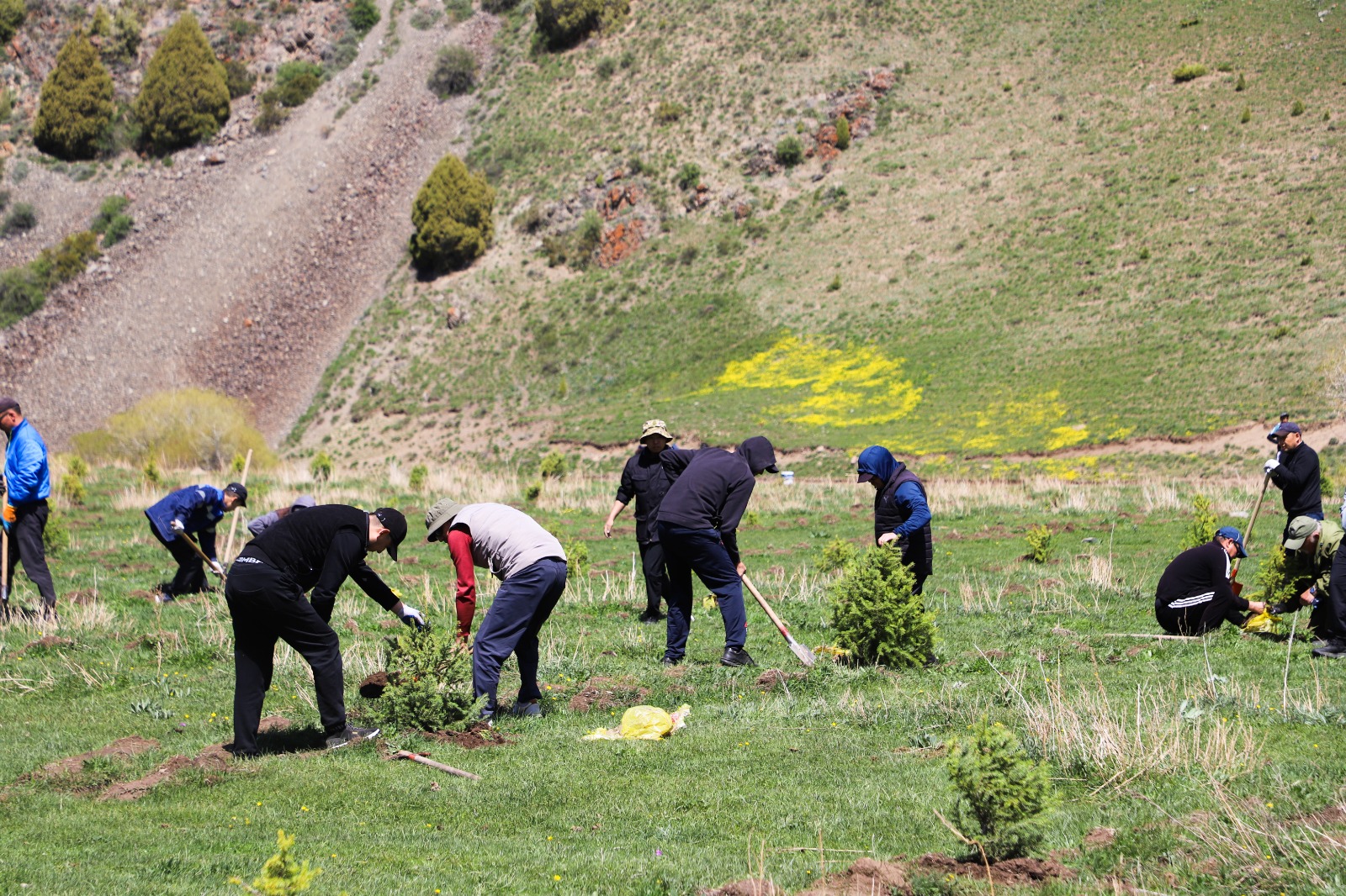 959901df 4c03 48b5 b6a9 cb5f0238bc5f таласта “жашыл мурас” улуттук компаниясынын алкагында 100 миң гектар аянтка көчөт отургузуу жараяны башталды