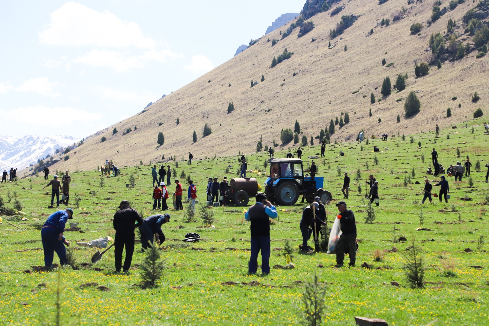 B7e34a72 d381 4e4a aed4 d463c2832d82 таласта “жашыл мурас” улуттук компаниясынын алкагында 100 миң гектар аянтка көчөт отургузуу жараяны башталды