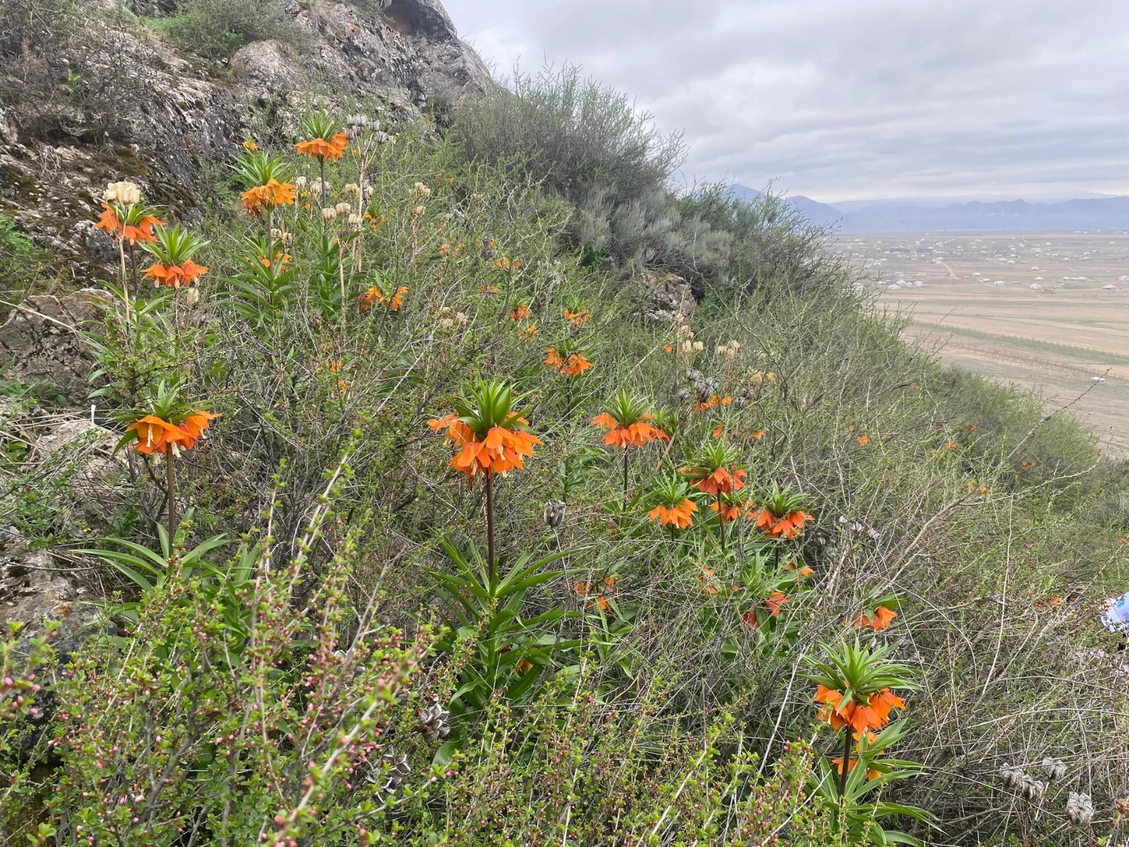 E3c32930 3b2f 4de6 b2b2 8b8526231054 баткенде айгүл гүлү гүлдөдү