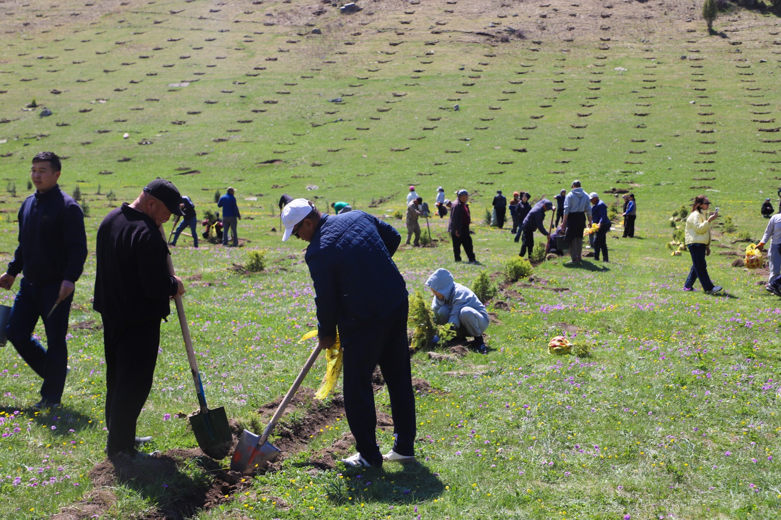 E8b02e62 bff7 498e 8a45 37790a55d9a3 таласта “жашыл мурас” улуттук компаниясынын алкагында 100 миң гектар аянтка көчөт отургузуу жараяны башталды