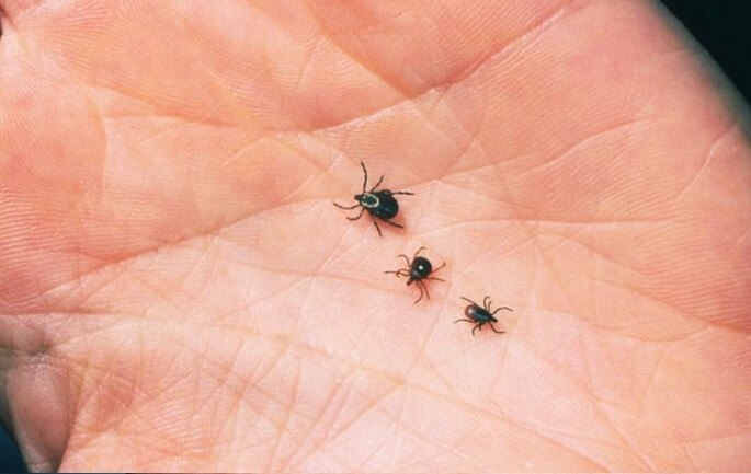 Клещи атакуют, врачи призывают кыргызстанцев быть осторожными