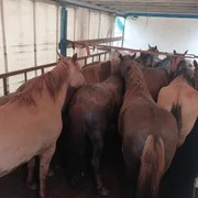 В Баткенской области пограничники пресекли попытки контрабанды скота
