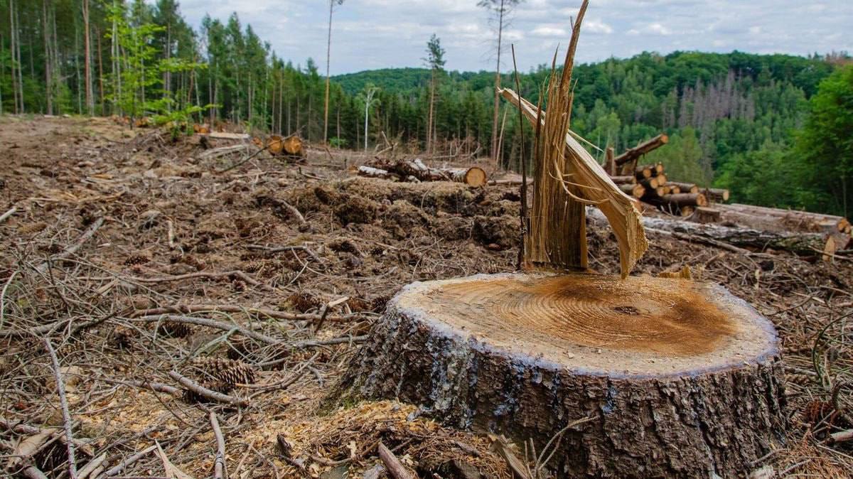 За два года в Бишкеке вырубили более 5,5 тысячи деревьев